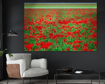 Feld voller roter Tulpen