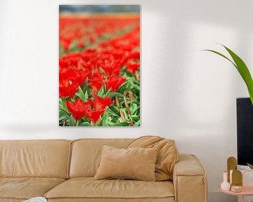 Red tulips in the field by Anouschka Hendriks
