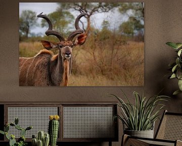 Kudu met hoornen van Laura Drijfhout