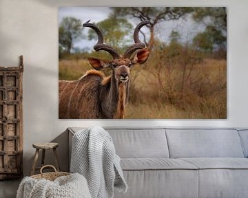 Kudu met hoornen van Laura Drijfhout