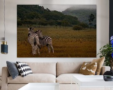 Knuffelende zebra's bij morgenmist van Laura Drijfhout