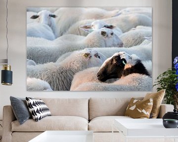 Schapen van STUDIO Ing