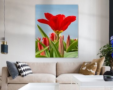 Rode tulp in bloei van Anouschka Hendriks