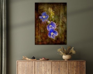 Speedwell - Purple by Claudia Gründler