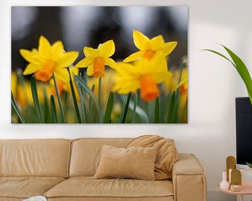 Daffodils by Natasja Bittner