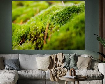 Moss with morning dew by Natasja Bittner