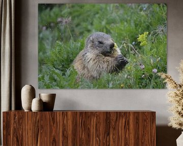 Marmot in the summer mountain pasture by Tony Van de Velde