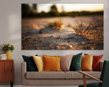 der Sonnenuntergang lässt das kleine Pollengras die letzten Sonnenstrahlen genießen von Hans de Waay