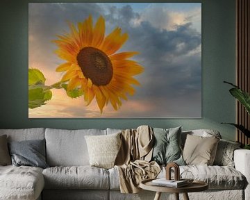 Sonnige Sonnenblume im Sonnenuntergang von Jolanda de Jong-Jansen