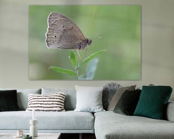bruine vlinder van sandra veenman