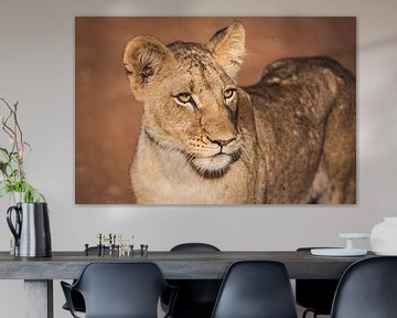 Close up portrait of lioness in warm sunlight by Simone Janssen