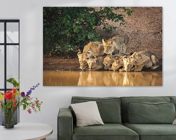 Six lions boivent de l'eau au bord d'une rivière en Afrique du Sud. sur Simone Janssen