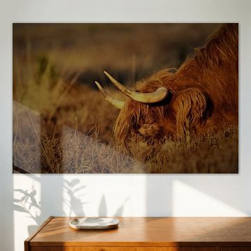 grazende schotse hooglander