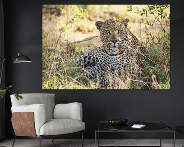 Large leopard lies relaxed under a bush by Simone Janssen