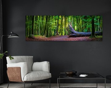 Beech forest panorama by Martin Wasilewski