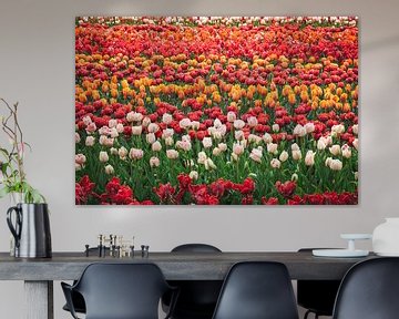 Veld vol met Hollandse tulpen in allerlei kleuren van Simone Janssen