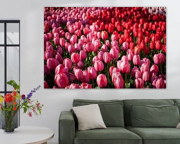 Veld vol bloeiende roze en rode tulpen van Simone Janssen
