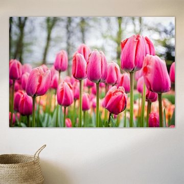 Pink tulips with yellow tulips and trees in the background