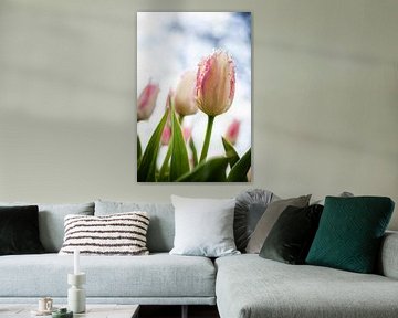 Roze met witte bloeiende tulp met kartels van Simone Janssen