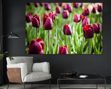 Veld met bordeauxrode tulpen in bloei van Simone Janssen