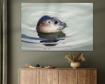 Zijwaarts portret van een zwemmende zeehond van Simone Janssen