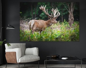 Grand cerf mâle sur le Veluwe sur Simone Janssen