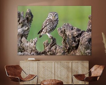 Little owl... by Arno van Zon