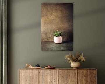 Binnen kamerplant succulent in roze keramische pot van Iryna Melnyk