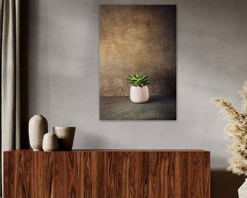 Sukkulente Zimmer Zimmerpflanze in rosa Keramik-Topf von Iryna Melnyk