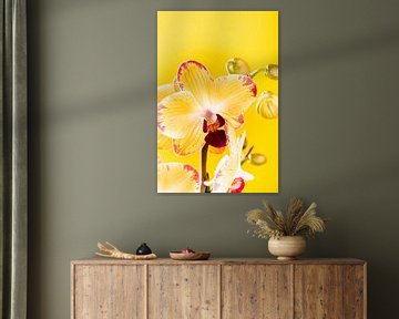 Indoor yellow orchid. by Iryna Melnyk