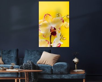Gelbe Orchidee für Innenräume. von Iryna Melnyk