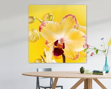 Binnenplant kamerplant gele orchidee van Iryna Melnyk