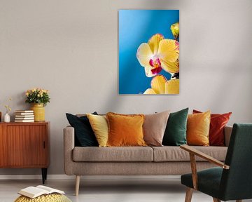 Zimmer Zimmerpflanze gelbe Orchidee von Iryna Melnyk