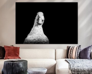 Zwart wit portret peking eend, black and white pekin duck