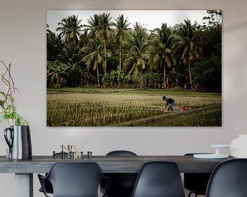 Man aan het werk op rijstveld in de Filipijnen van Yvette Baur
