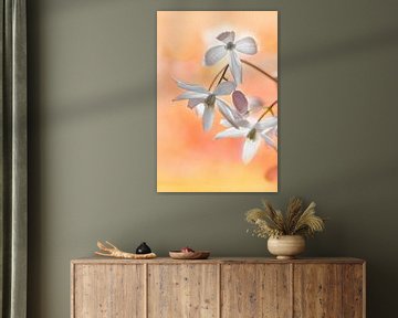 Clematis armandii-Blüten von Corinne Welp