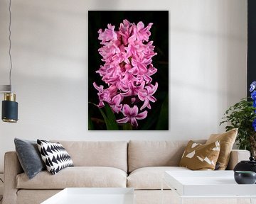 Roze hyacint van Gerard de Zwaan