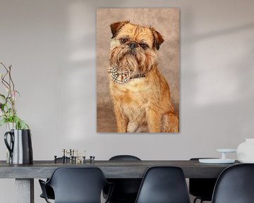 funkelnder Hund