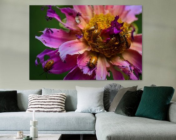 Aperçu de la chambre