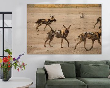 Afrikaanse Wilde Honden van Laura Koppen
