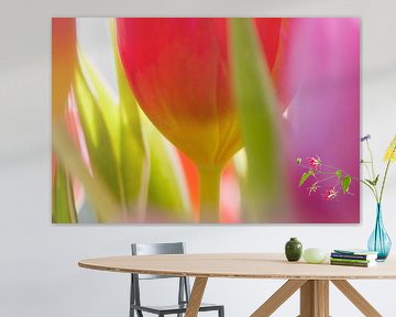 Tulp rood, roze en groen en een vleugje geel van WeVaFotografie