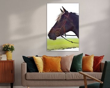 paard van Annemarie Kroon