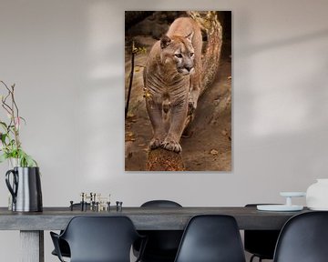 He walks along a log and looks with interest. Powerful big american wild puma cat (cougar). by Michael Semenov