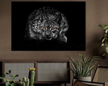 Lynx staart uit de duisternis. zwart-witte verkleurde foto, gekleurde oranje ogen.geïsoleerd op een 