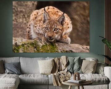 un beau chat lynx est assis sur une pierre et regarde attentivement les exigeants avec des yeux clai sur Michael Semenov