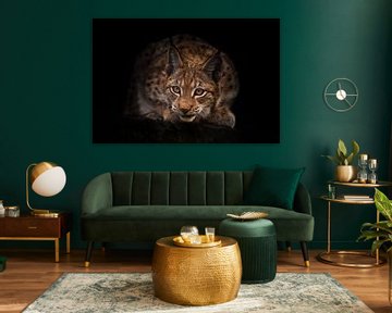 Lynx regarde curieusement dans l'obscurité (embuscade) sur fond de nuit noire. Un beau lynx félin es sur Michael Semenov