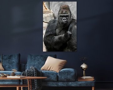 Portret van een krachtige dominante mannelijke gorilla (fysionomie), strak gezicht en krachtige arm.