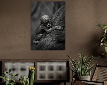 Schattige kleine gorilla jongen klampt zich vast aan moeder's jas. van Michael Semenov