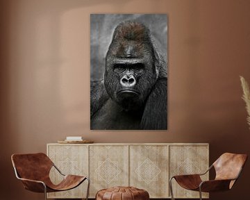 Portret van een krachtige dominante mannelijke gorilla (fysionomie), streng gezicht.