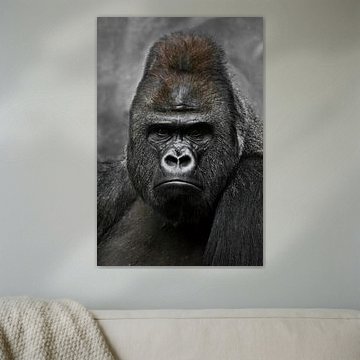 Porträt eines mächtigen dominanten männlichen Gorillas (Physiognomie), strenges Gesicht. von Michael Semenov